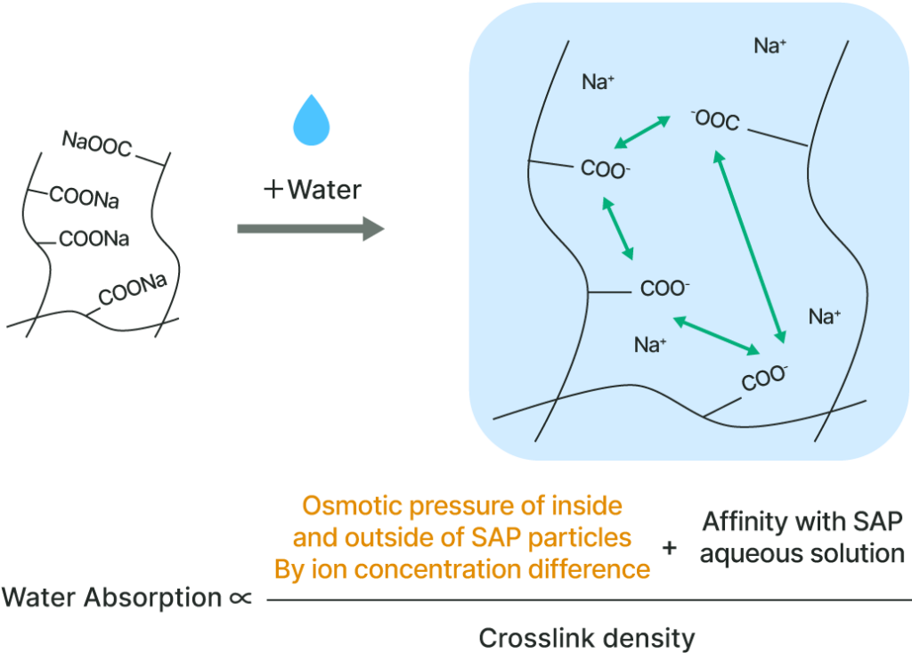 Illustration of Water Absorption Principle