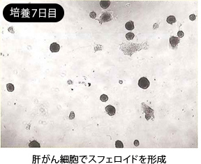 培養5日目のイメージ