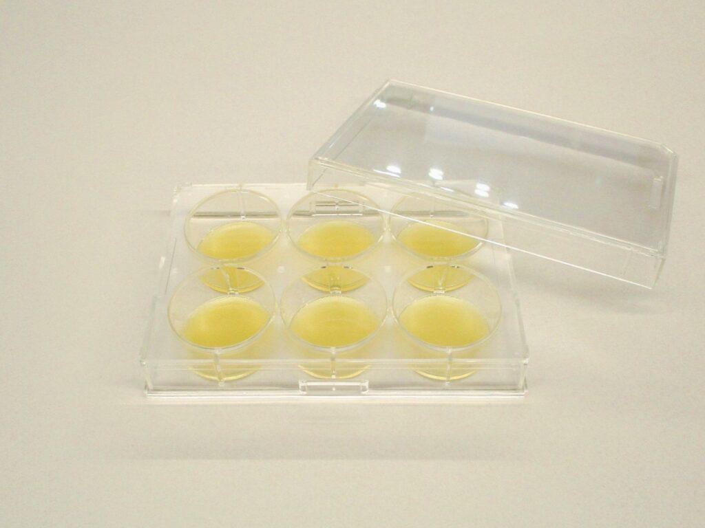 胞子 確認用 Cell Explorer™ 生細胞トラッキングキット | 細胞を長時間 